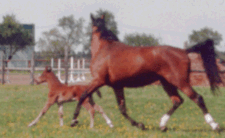 Wiese